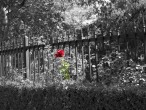 red-rose-black-fence