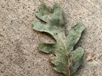 leaf-on-cement-final