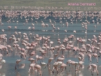 Ari Dermand distortion flamingoes