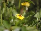 finalbeeondandelion