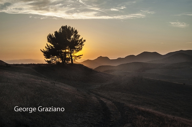 George Graziano Landscape