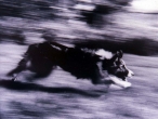 runningdog