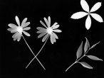 photogram1