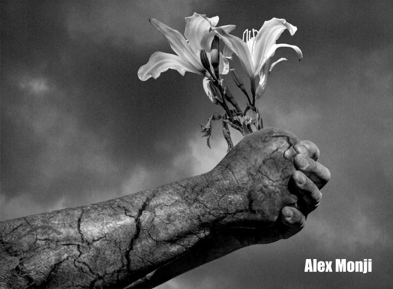 The-Gardener-Alex-Monji