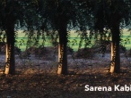 Sarena-Kabir-2