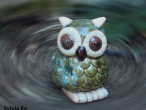 named-shake-owl